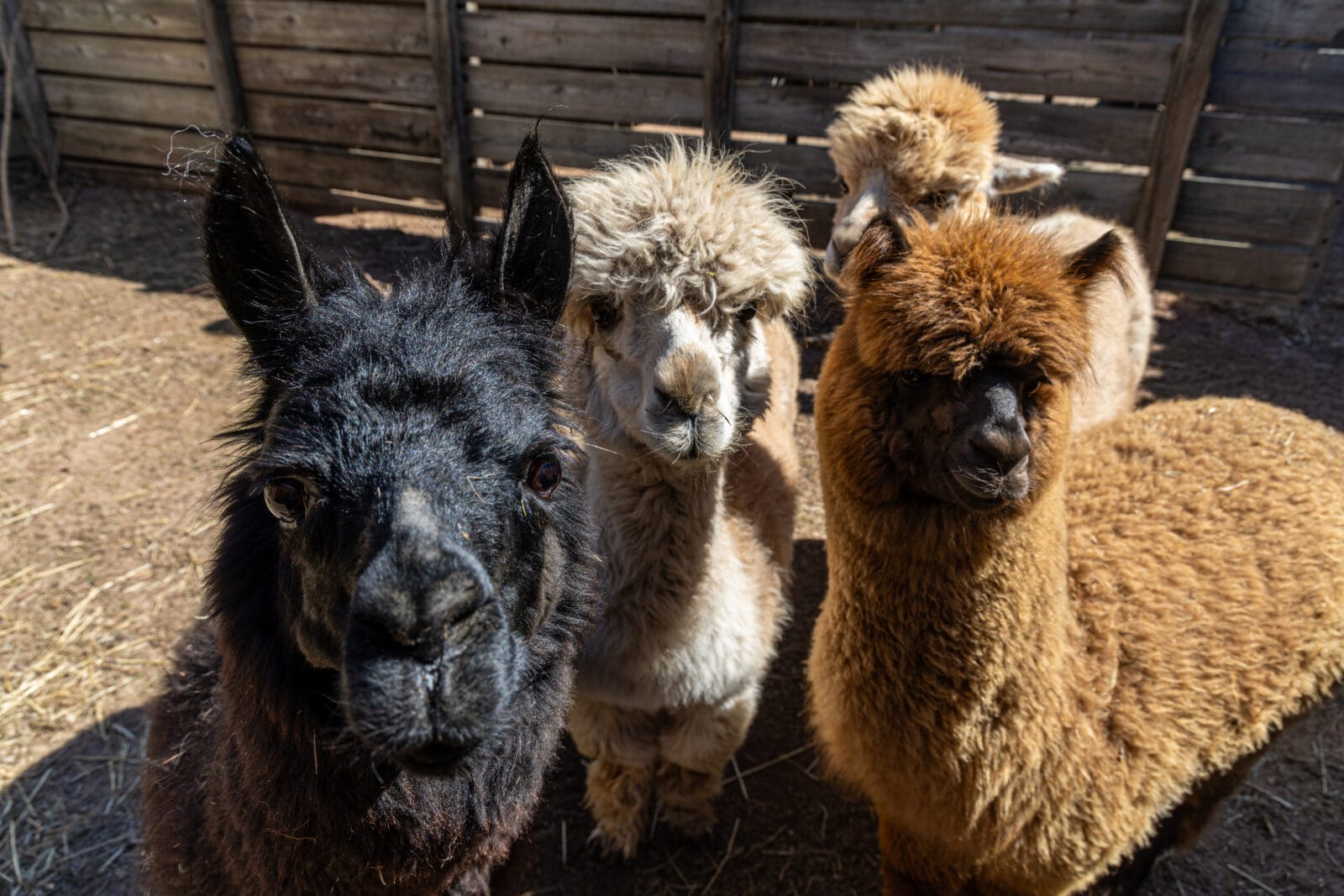 Alpacas at the Lincoln Park Zoo in Chicago, Illinois.