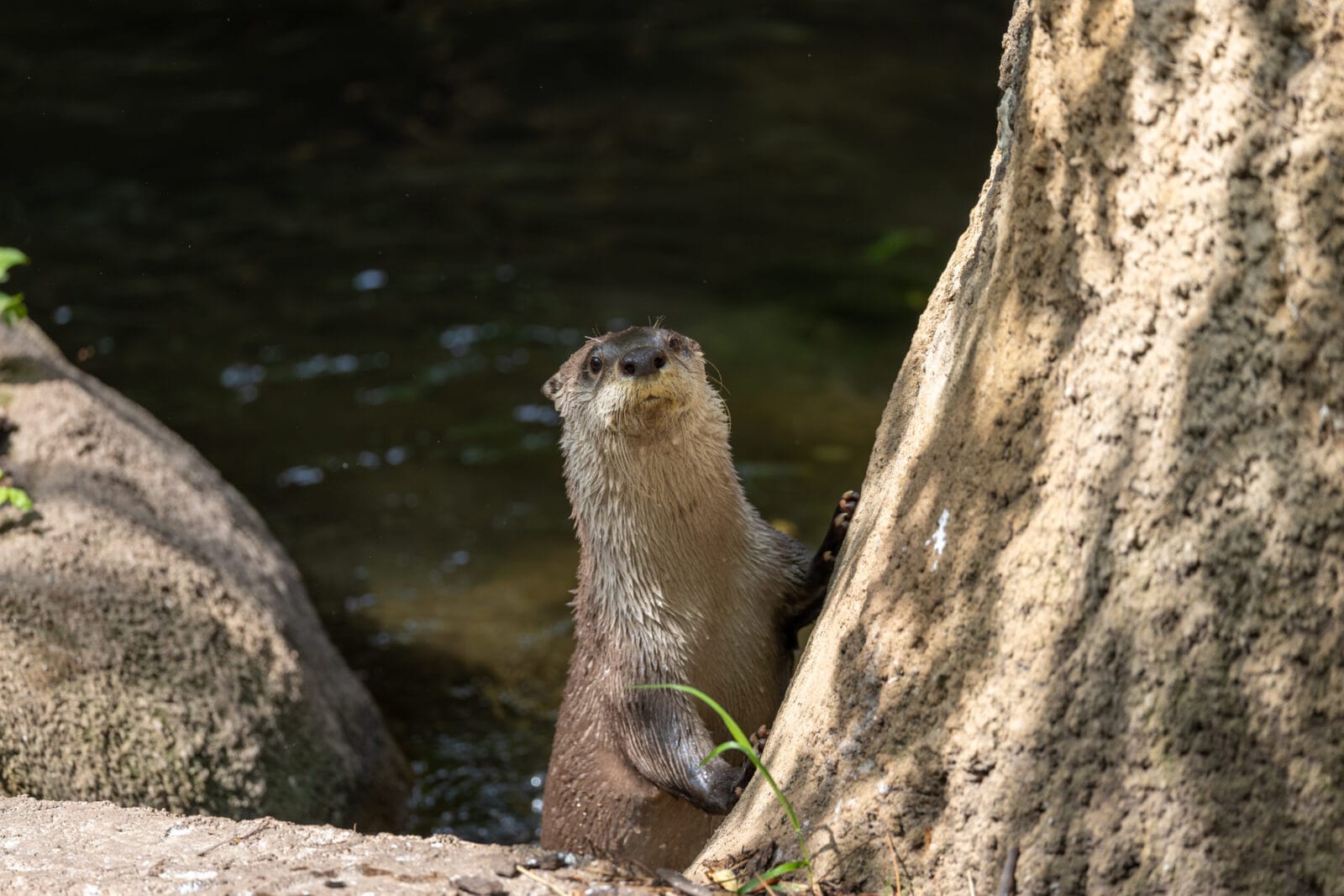 River otter at the Lincoln Park Zoo in Chicago, Illinois.