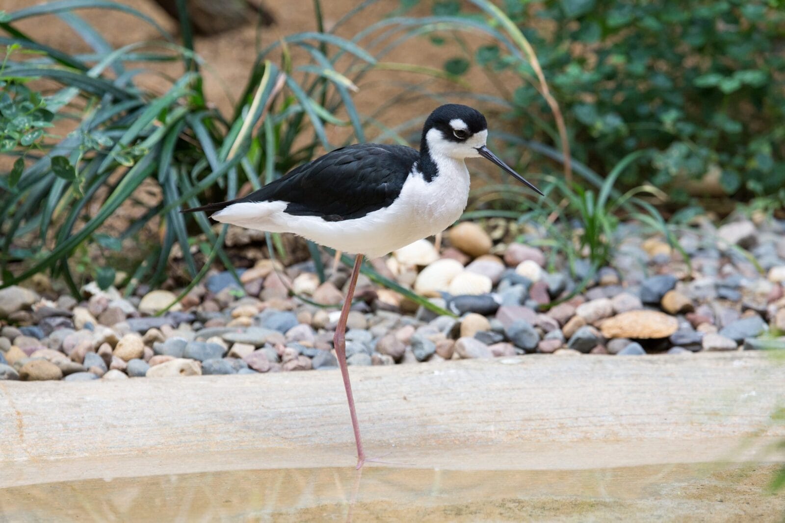 Black-Necked Stilt at the Lincoln Park Zoo in Chicago, Illinois.