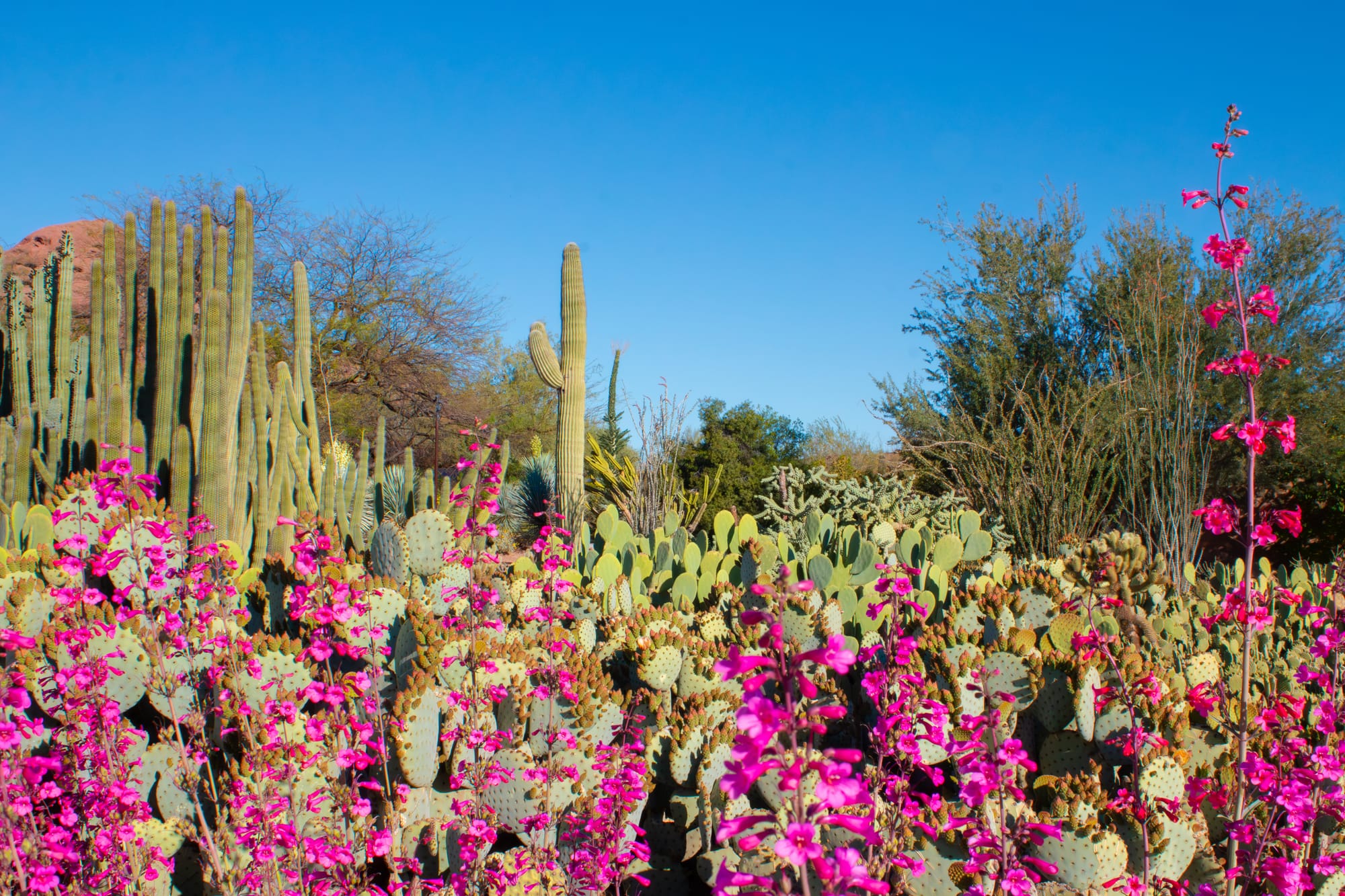 Desert Botanical Garden in Phoenix, Arizona.