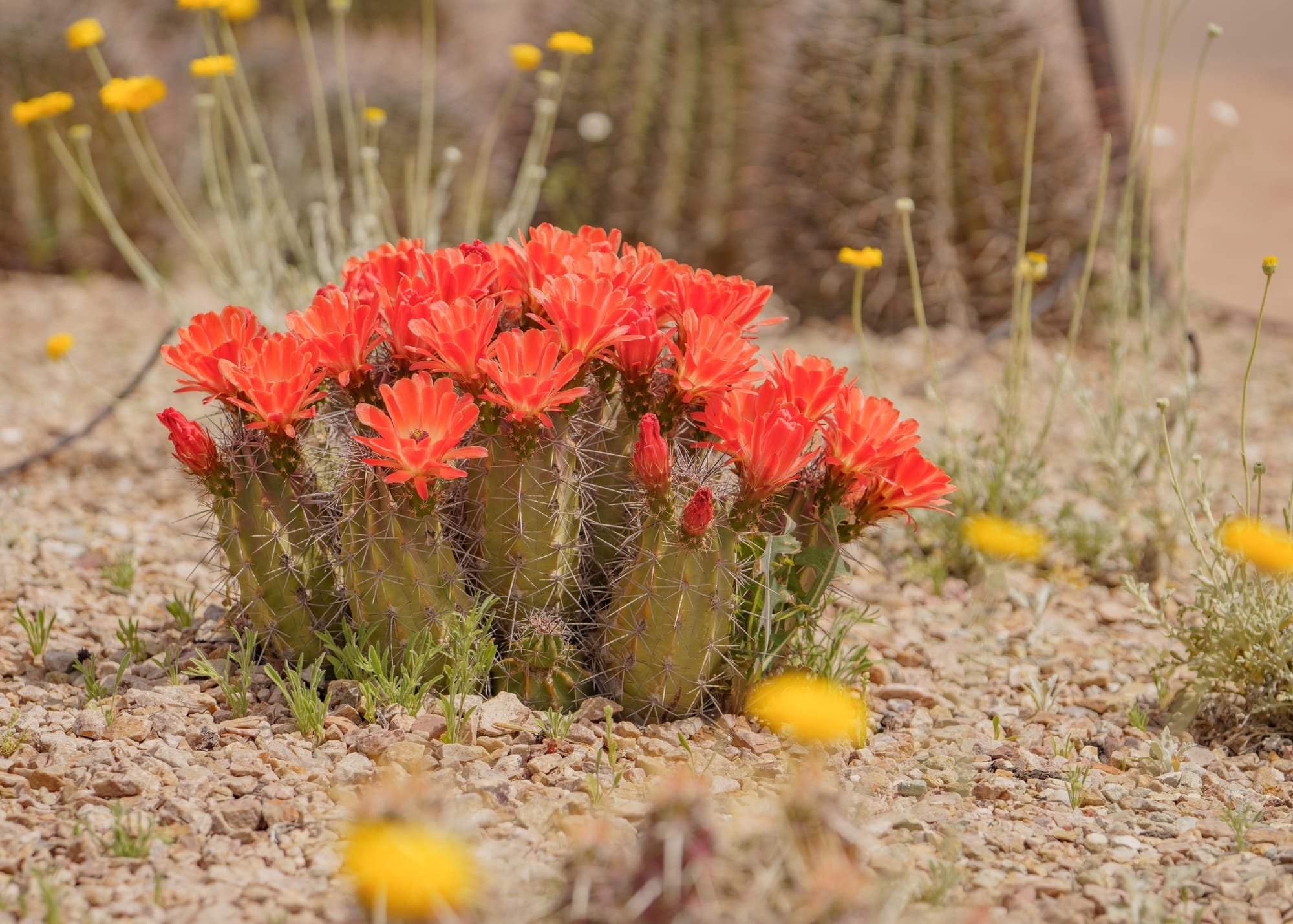 Desert Botanical Garden in Phoenix, Arizona.
