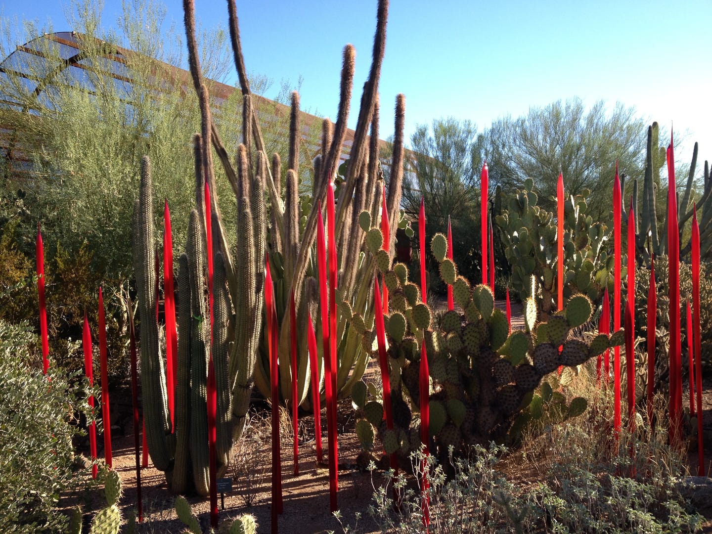 Desert Botanical Garden in Phoenix, Arizona.