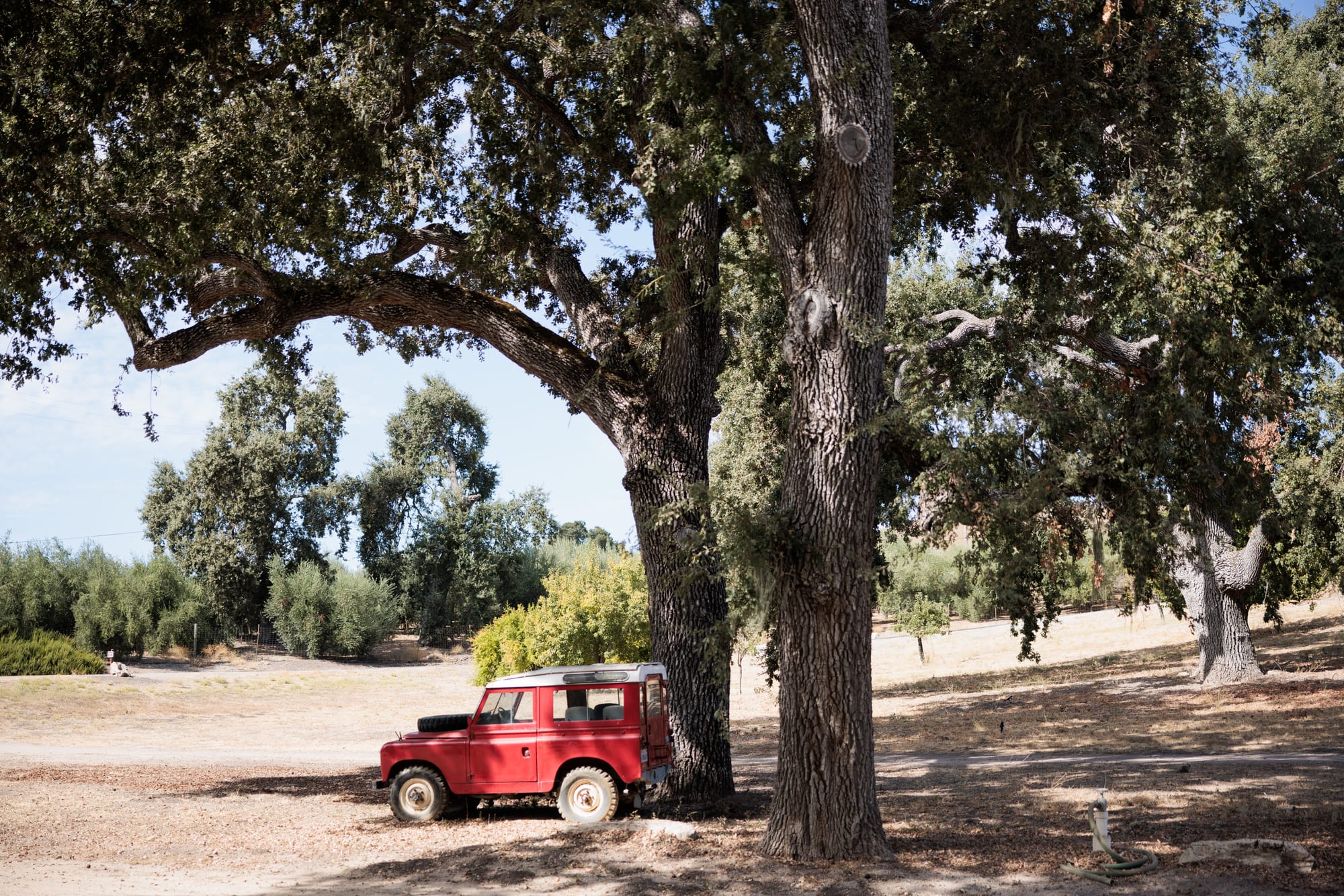 Olive groves at Pasolivo Ranch in California.