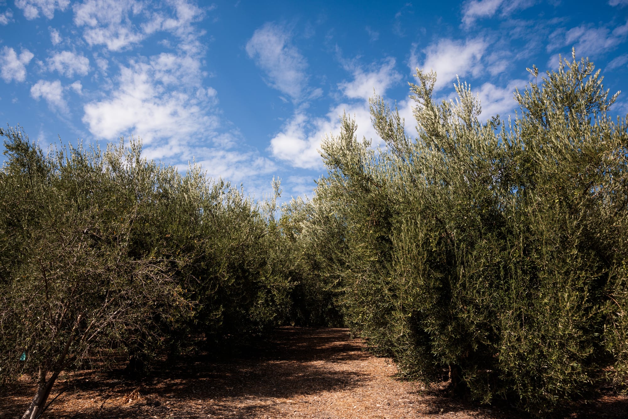 Olive groves at Pasolivo Ranch in California.