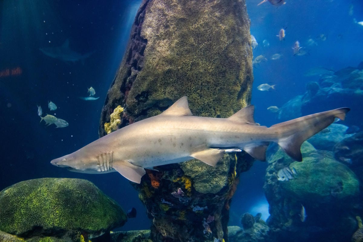 Sand Tiger Shark at the Tennessee Aquarium in Chattanooga.