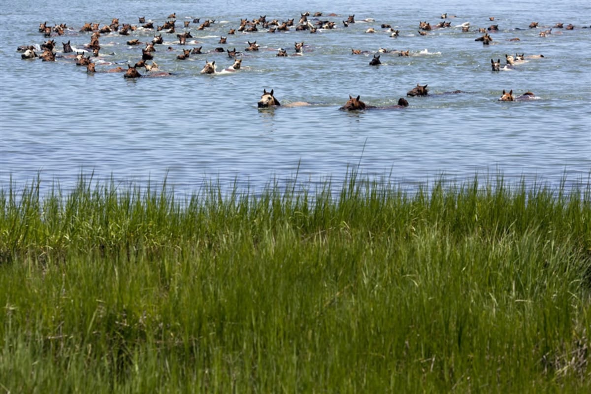 Horses swimming across channel during annual Pony Penning at Assateague Island Virginia