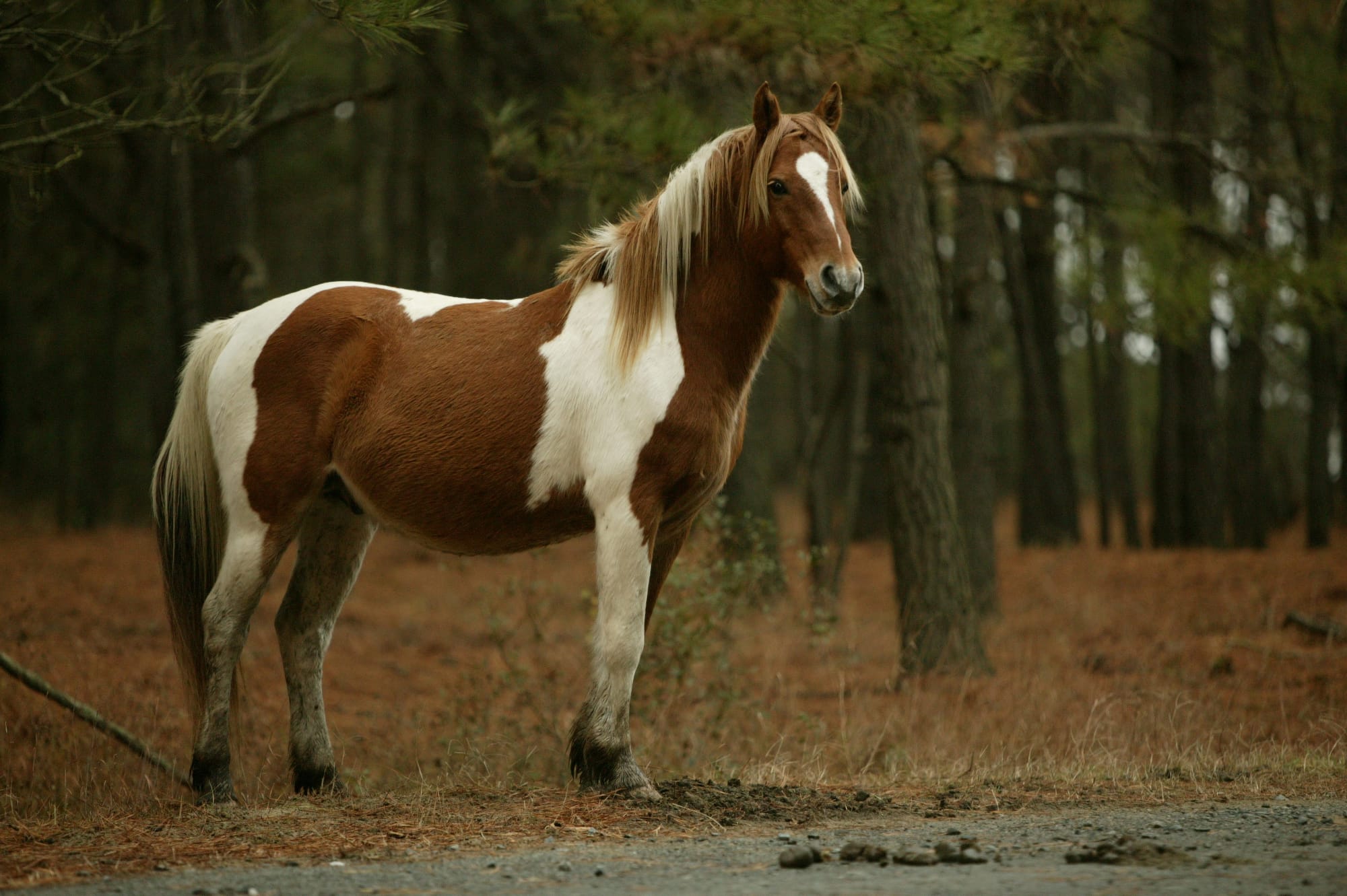 Wild horse on Assateague Island