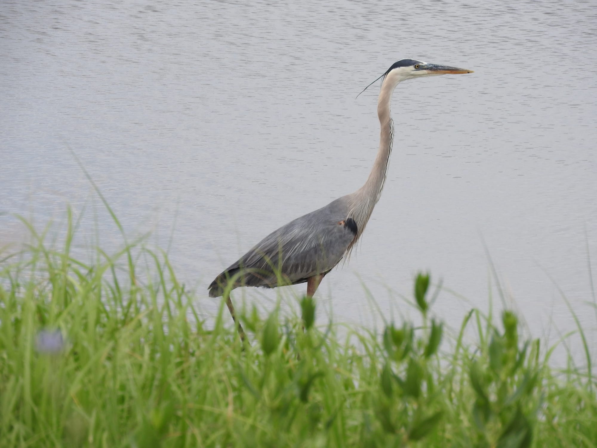 Great blue heron in salt marsh at Bombay Hook National Wildlife Refuge Delaware