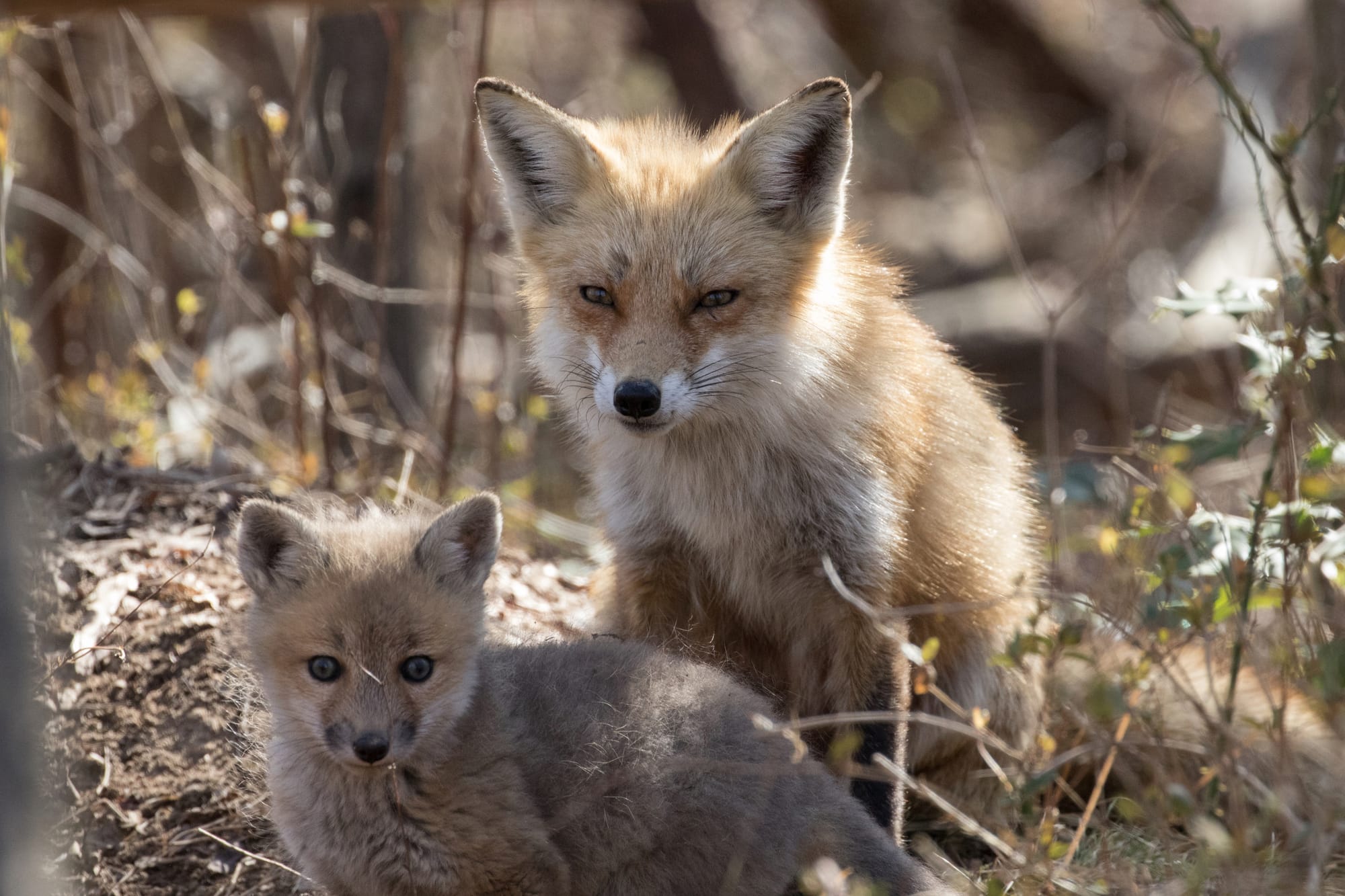 Red fox with kit at Bombay Hook Wildlife Refuge Delaware