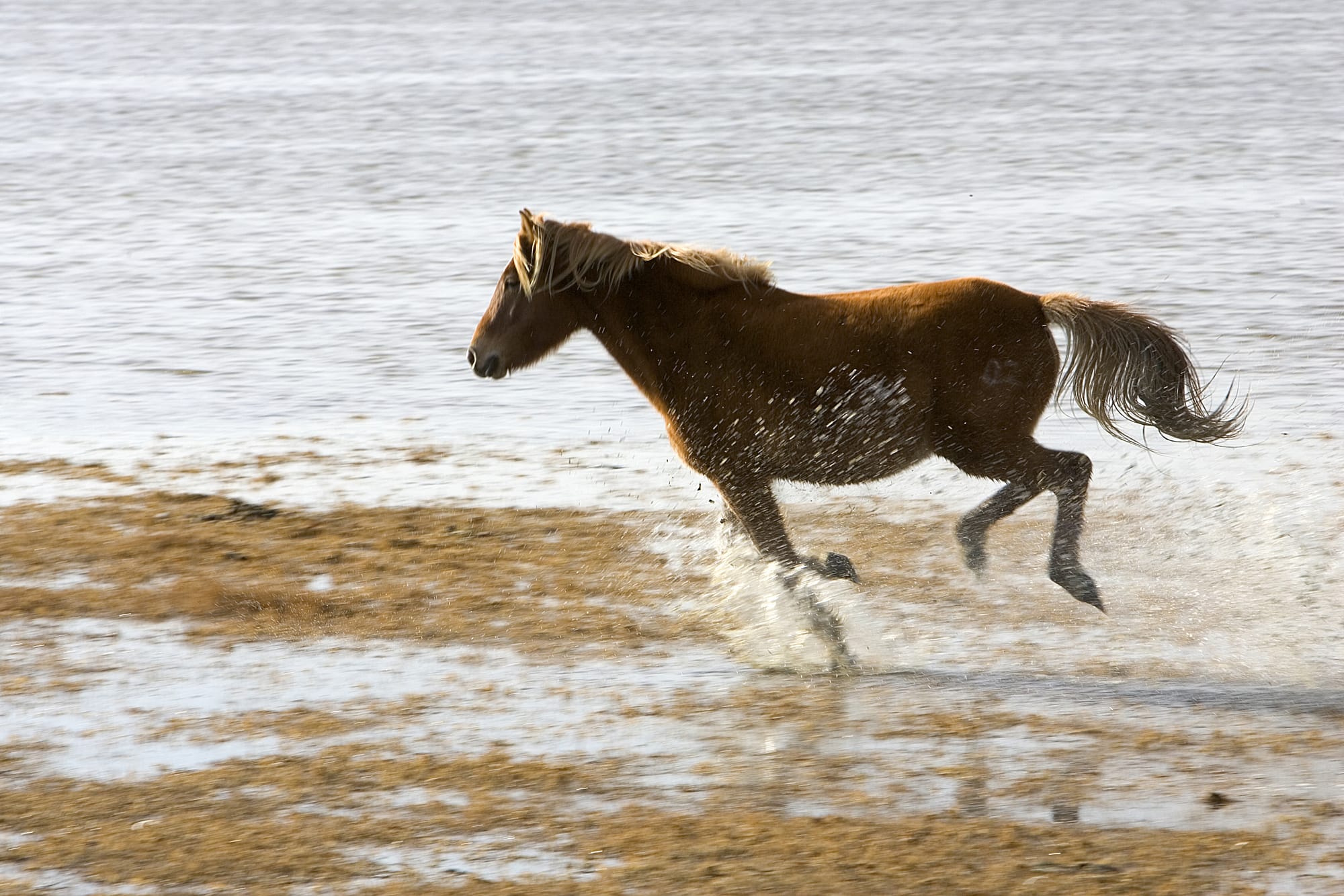 Wild horse running on beach at Assateague Island