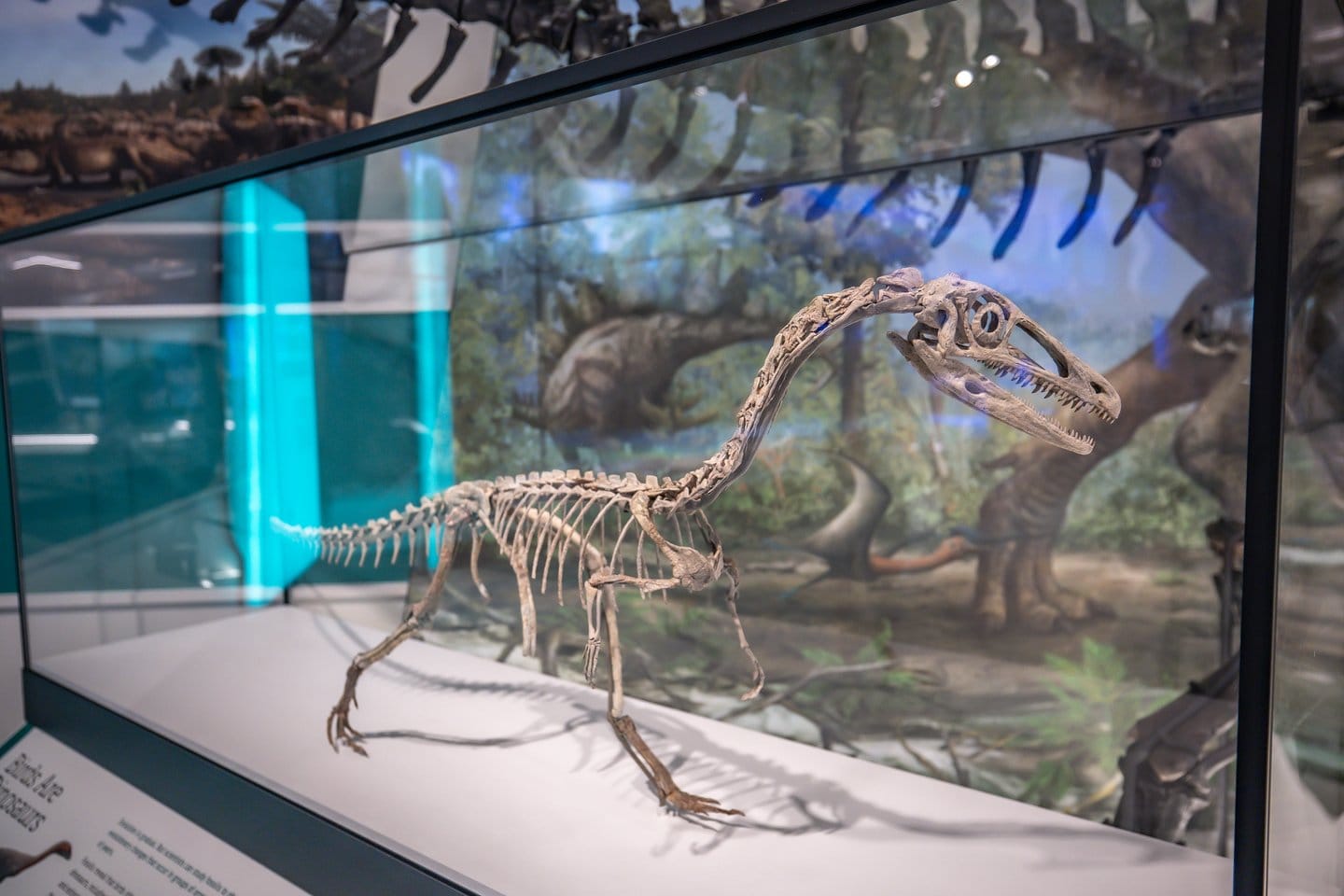 Cleveland Museum of Natural History