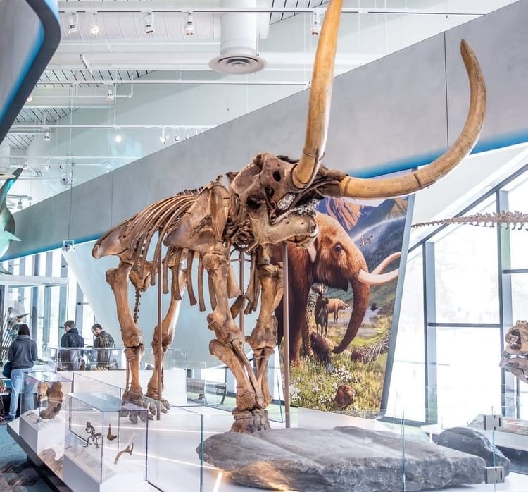 Cleveland's Museum of Natural History: 4.6 Billion Years in the Making