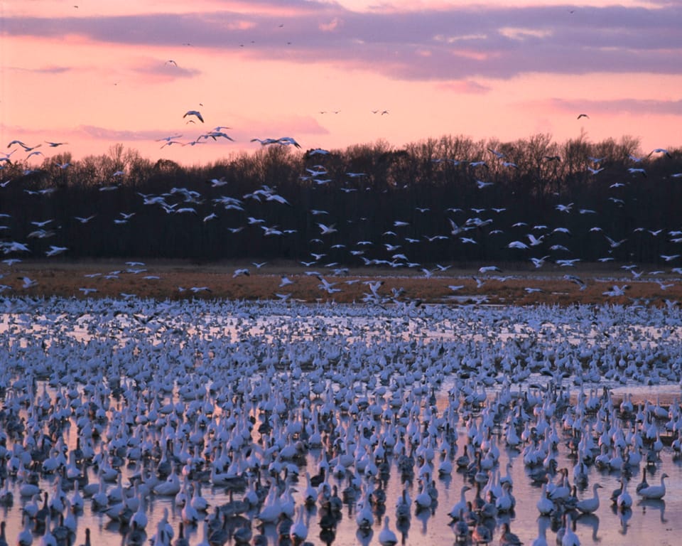 Get Hooked on Bombay: Delaware’s Year-Round Wildlife Refuge